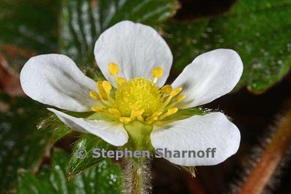 fragaria moupinensis 3 graphic